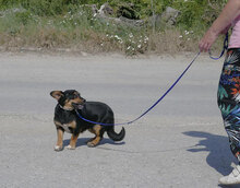 IVIE, Hund, Dackel Mix in Bulgarien - Bild 5