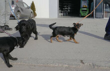 IVIE, Hund, Dackel Mix in Bulgarien - Bild 6