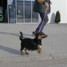 IVIE, Hund, Dackel Mix in Bulgarien - Bild 7
