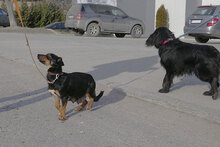 IVIE, Hund, Dackel Mix in Bulgarien - Bild 8