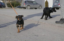 IVIE, Hund, Dackel Mix in Bulgarien - Bild 9