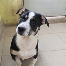 ELLIOT, Hund, Mischlingshund in Rumänien