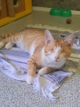 NIKO, Katze, Hauskatze in Türkei - Bild 1