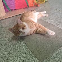 NIKO, Katze, Hauskatze in Türkei - Bild 2