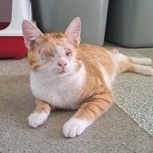 NIKO, Katze, Hauskatze in Türkei - Bild 3