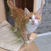 NIKO, Katze, Hauskatze in Türkei - Bild 4