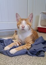 NIKO, Katze, Hauskatze in Düsseldorf