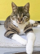 KIRA, Katze, Hauskatze in Türkei - Bild 1