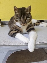 KIRA, Katze, Hauskatze in Türkei - Bild 2
