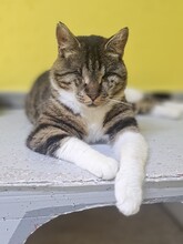 KIRA, Katze, Hauskatze in Türkei - Bild 3