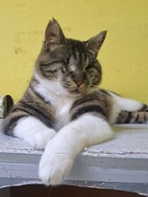 KIRA, Katze, Hauskatze in Türkei - Bild 4