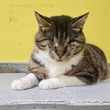 KIRA, Katze, Hauskatze in Türkei - Bild 5