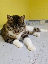 KIRA, Katze, Hauskatze in Türkei - Bild 6