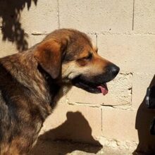 SIBILO, Hund, Mischlingshund in Spanien - Bild 1