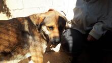 SIBILO, Hund, Mischlingshund in Spanien - Bild 2