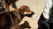 SIBILO, Hund, Mischlingshund in Spanien - Bild 3