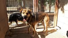 SIBILO, Hund, Mischlingshund in Spanien - Bild 4