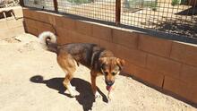 SIBILO, Hund, Mischlingshund in Spanien - Bild 5