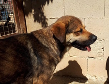 SIBILO, Hund, Mischlingshund in Spanien - Bild 6