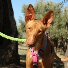 IKER, Hund, Podenco in Spanien - Bild 1