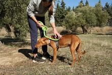 IKER, Hund, Podenco in Spanien - Bild 10