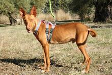 IKER, Hund, Podenco in Spanien - Bild 11