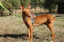 IKER, Hund, Podenco in Spanien - Bild 12