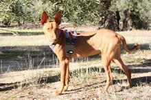 IKER, Hund, Podenco in Spanien - Bild 2