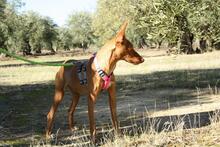 IKER, Hund, Podenco in Spanien - Bild 4