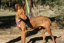 IKER, Hund, Podenco in Spanien - Bild 5
