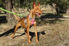 IKER, Hund, Podenco in Spanien - Bild 6