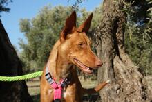 IKER, Hund, Podenco in Spanien - Bild 7