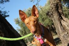 IKER, Hund, Podenco in Spanien - Bild 8