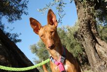 IKER, Hund, Podenco in Spanien - Bild 9