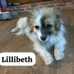 LILLIBETH, Hund, Kleiner Mix in Berlin - Bild 1