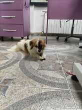 LILLIBETH, Hund, Kleiner Mix in Berlin - Bild 2
