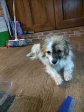 LILLIBETH, Hund, Kleiner Mix in Berlin - Bild 3