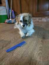 LILLIBETH, Hund, Kleiner Mix in Berlin - Bild 4
