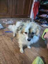 LILLIBETH, Hund, Kleiner Mix in Berlin - Bild 5