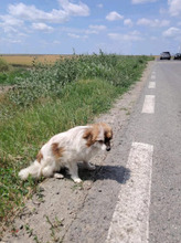 LILLIBETH, Hund, Kleiner Mix in Berlin - Bild 6