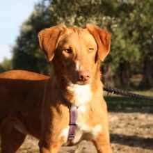 MAX, Hund, Podenco Mischling in Spanien - Bild 1