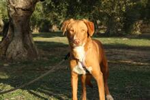 MAX, Hund, Podenco Mischling in Spanien - Bild 2