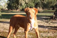 MAX, Hund, Podenco Mischling in Spanien - Bild 3