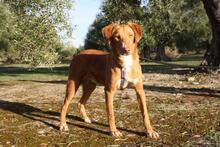 MAX, Hund, Podenco Mischling in Spanien - Bild 4