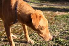 MAX, Hund, Podenco Mischling in Spanien - Bild 5