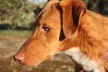 MAX, Hund, Podenco Mischling in Spanien - Bild 6
