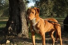 MAX, Hund, Podenco Mischling in Spanien - Bild 7