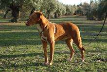 MAX, Hund, Podenco Mischling in Spanien - Bild 8