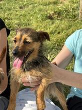 GILDA, Hund, Mischling (evtl Yorkshire Terrier) in Spanien - Bild 1