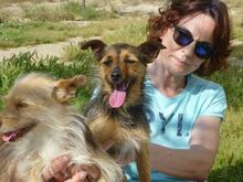 GILDA, Hund, Mischling (evtl Yorkshire Terrier) in Spanien - Bild 2